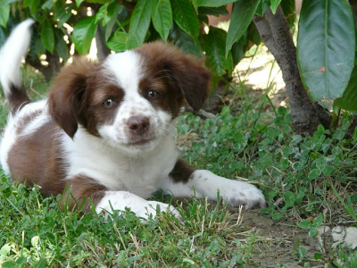 640px-Chiot_en_Italie.jpg